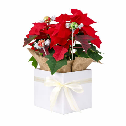 Rosetta the Poinsettia - Standard 0