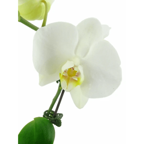 White Orchid Fishbowl - Standard 1