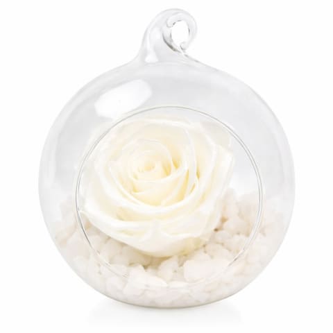Preserved White Rose Orb - Standard 0