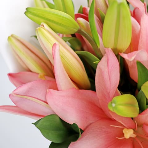 Lily Bunch - Standard 2