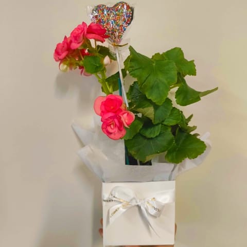 Daily Plant Chocolate Blossom - Standard 0