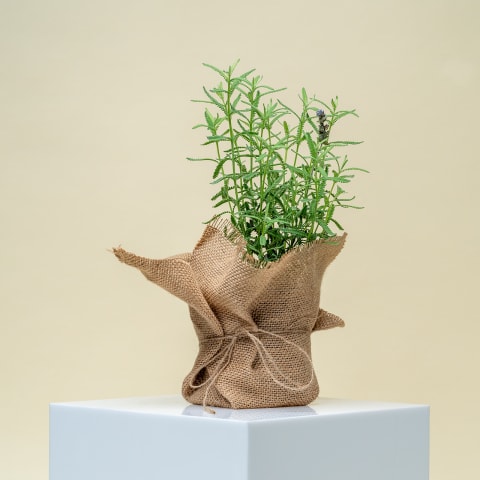 Lavender Plant  - Standard 0