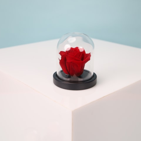 Rose Dome - Standard 0