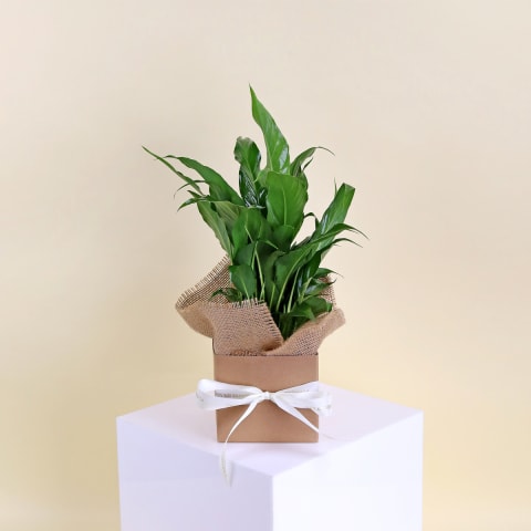 Mini Peace Lily  - Standard 0