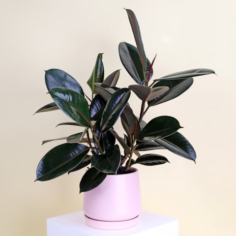 Burgundy Ficus In Ceramic Pot - Standard 0