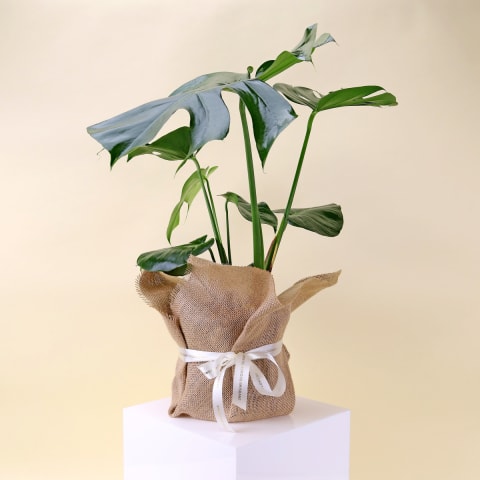 Monstera Plant - Standard 0