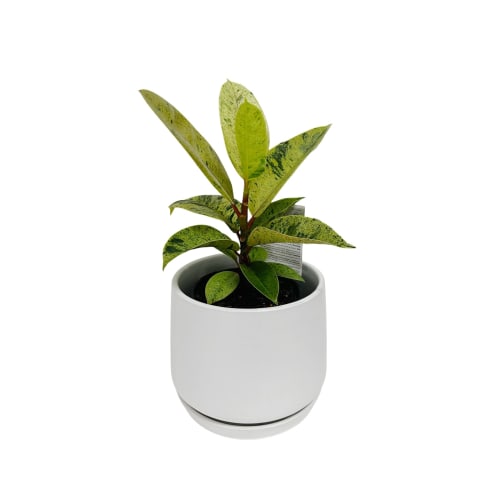 Shivereana Ficus In Ceramic Pot - Standard 0