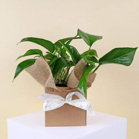 Devils Ivy In Ceramic Pot  - Standard 0