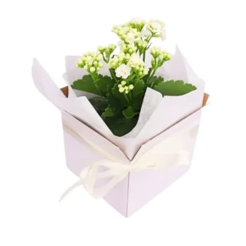 Kalanchoe Blossom Box - Standard 0