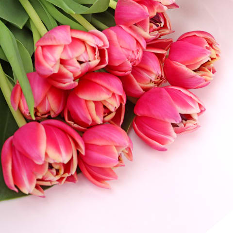 Pink Tulip Bunch - Standard 2
