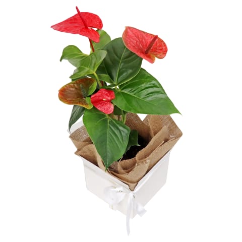 Gift Boxed Anthurium Plant - Standard 3