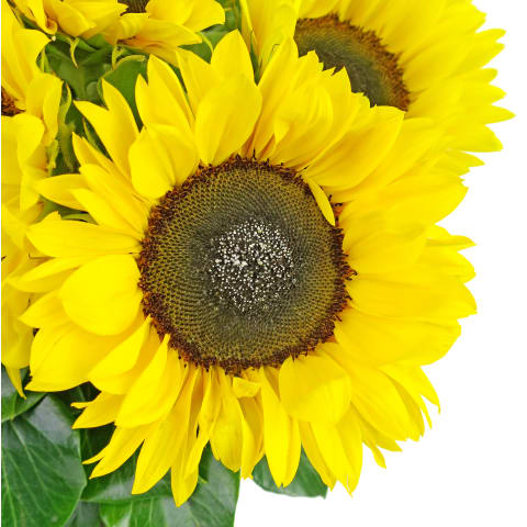 Sunflowers In A Vase - Standard 3