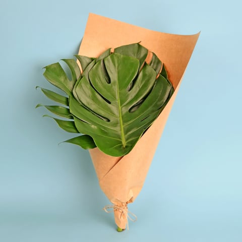 Market Bunch - Monstera Leaves - Standard 0