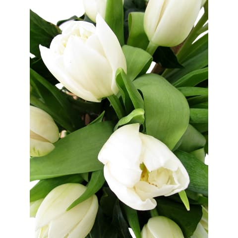 Heralds Of Spring - Standard 3