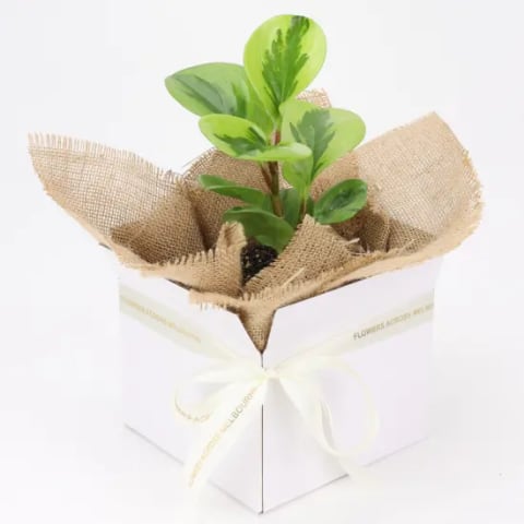 Peperomia Lemon Lime - Standard 1