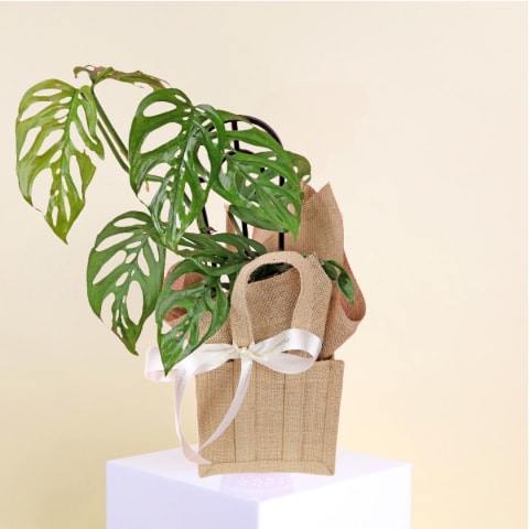 Leafy Monkey Mask Delight - Standard 0