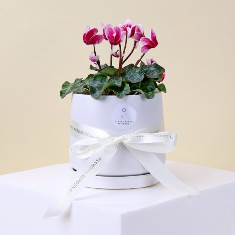 Pink Petal Delight  - Standard 0