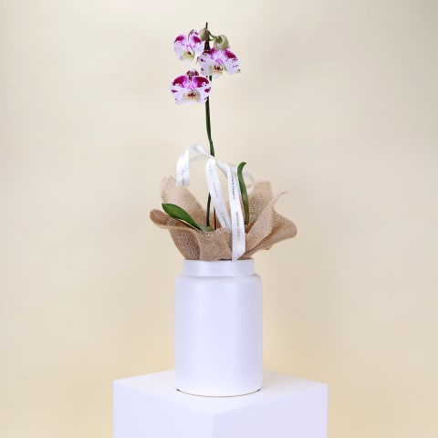 Elegant Phalaenopsis Orchid in Pot - Standard 0