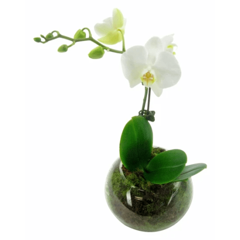 White Orchid Fishbowl - Standard 0