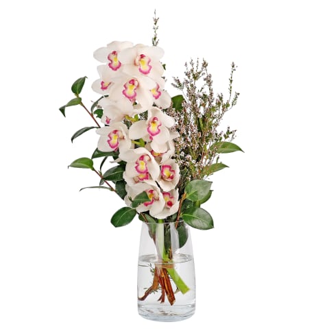 Cymbidium Paradise Vase - Standard 0