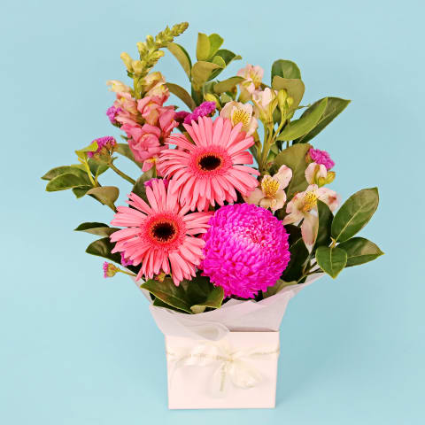 Pinkalicious Bloombox - Standard 0