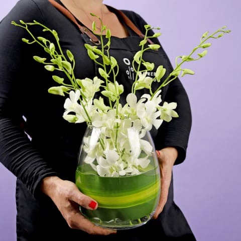 Elegant Orchids  - Standard 1