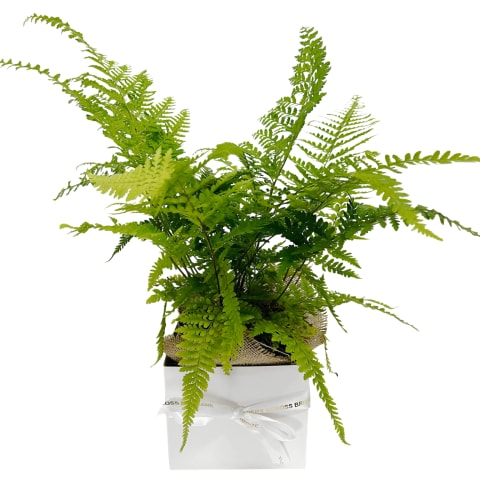 Gift Boxed Gristle Fern Plant  - Standard 0