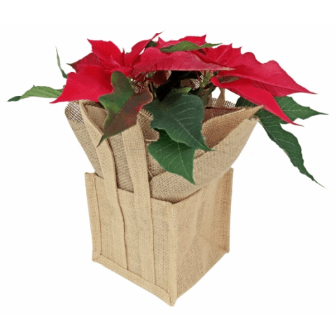 Xmas Poinsettia - Standard 0