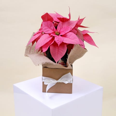 Rosy Poinsettia Elegance  - Standard 0
