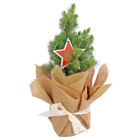 Living Potted Christmas Tree - Standard 0