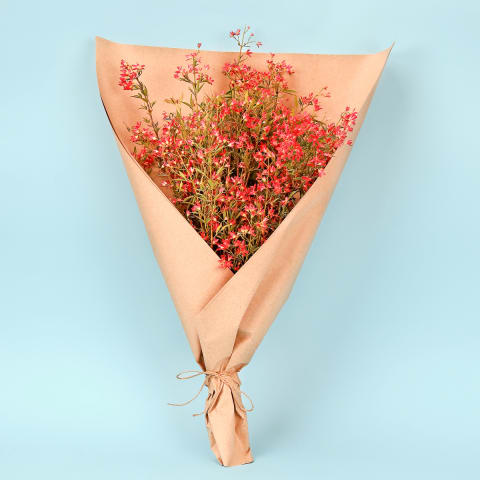 Christmas Bush  - Standard 0