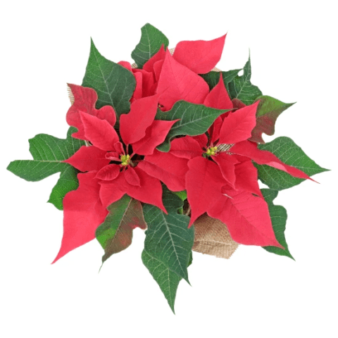 Xmas Poinsettia - Standard 1