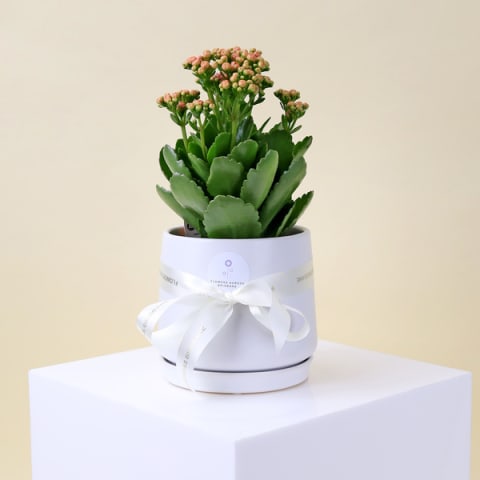 Stylish Ceramic Kalanchoe  - Standard 0