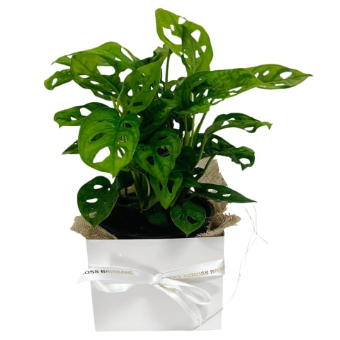 Monkey Mask Plant  - Standard 0