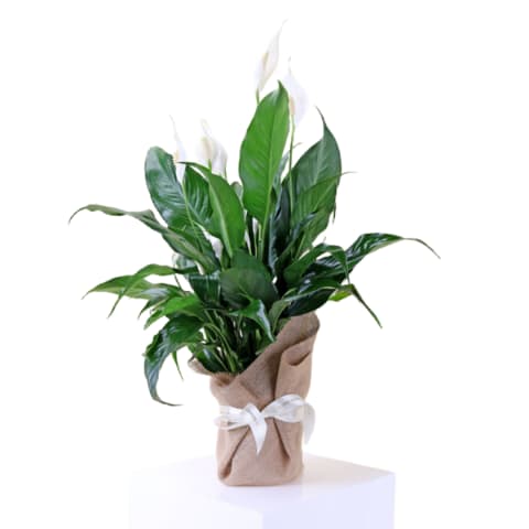 Peace Lily Plant - Standard 0