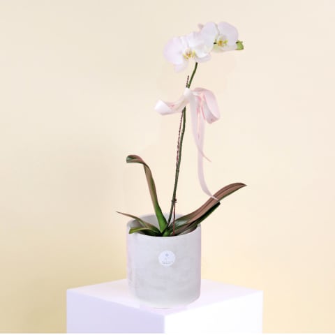 Urban Bloom Phalaenopsis - Standard 0