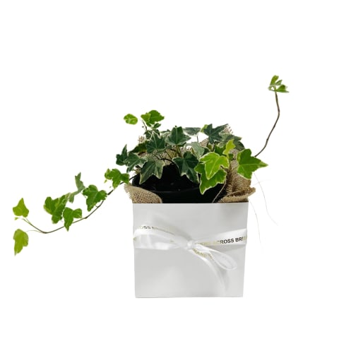 Gift Boxed Cascade White Ivy - Standard 0