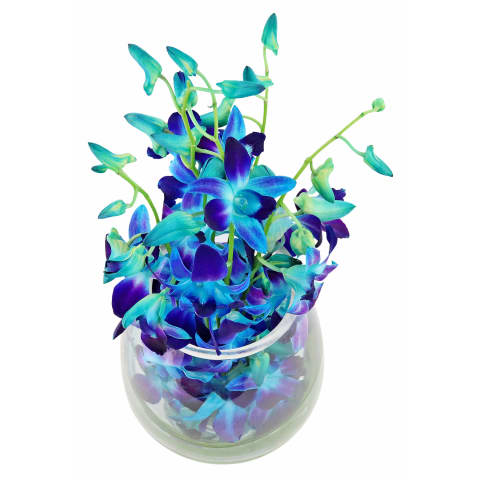 Blue Elegant Orchid Vase Arrangement - Standard 3