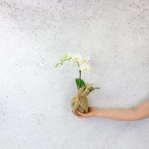 Small Phalaenopsis Orchid Plant  - Standard 0