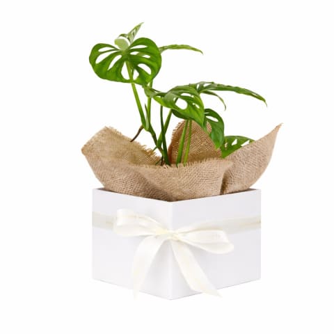 Monkey Mask Plant  - Standard 0