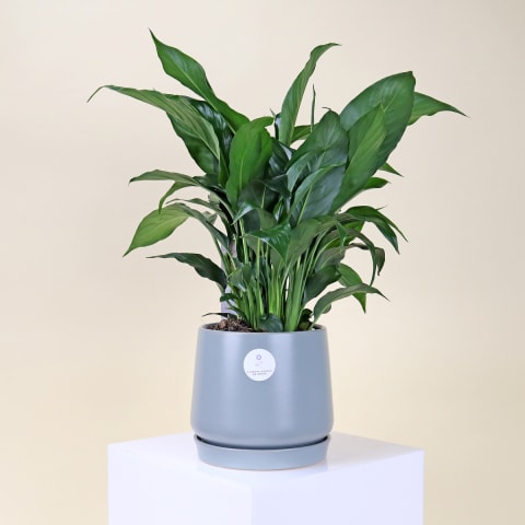 Spathiphyllum Splendor - Standard 0