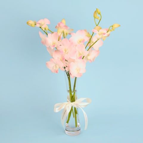 Simply Grace - Standard 0