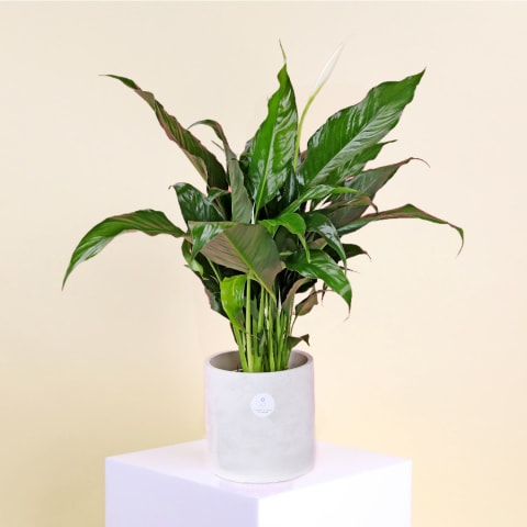 Concrete Harmony Lily - Standard 0