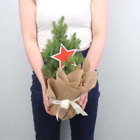 Living Potted Christmas Tree - Standard 2