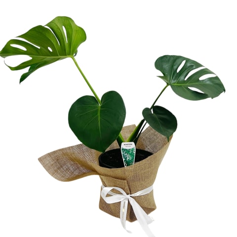 Variegated Monstera Plant - Standard 0
