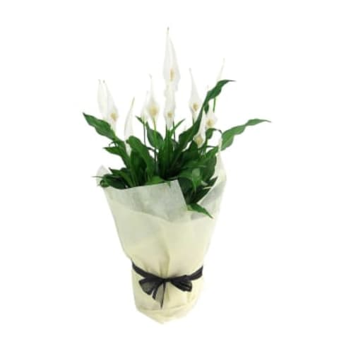 Peace Lily Plant - Standard 2