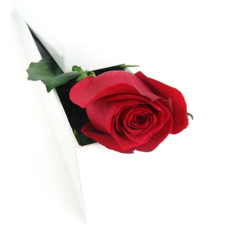 Single Elegant Rose Box - Standard 1