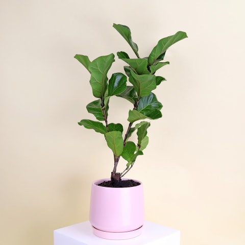 Fiddle Leaf Fig In Ceramic Pot  - Standard 0