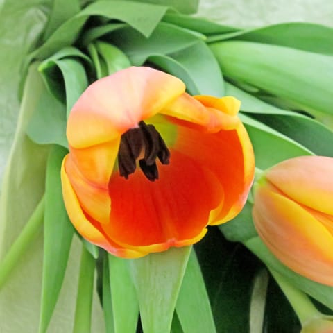 Orange Tulips - Standard 2