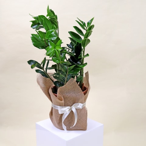 Lush Zanzibar Delight  - Standard 0